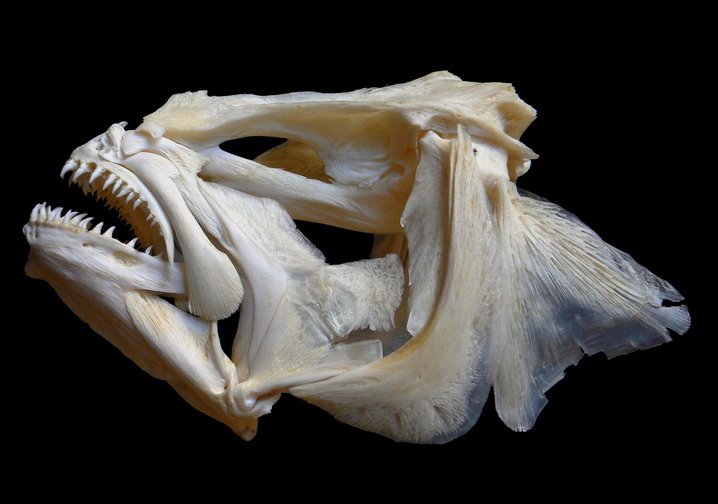 Hippoglossus hippoglossus (Linnaeus, 1758)